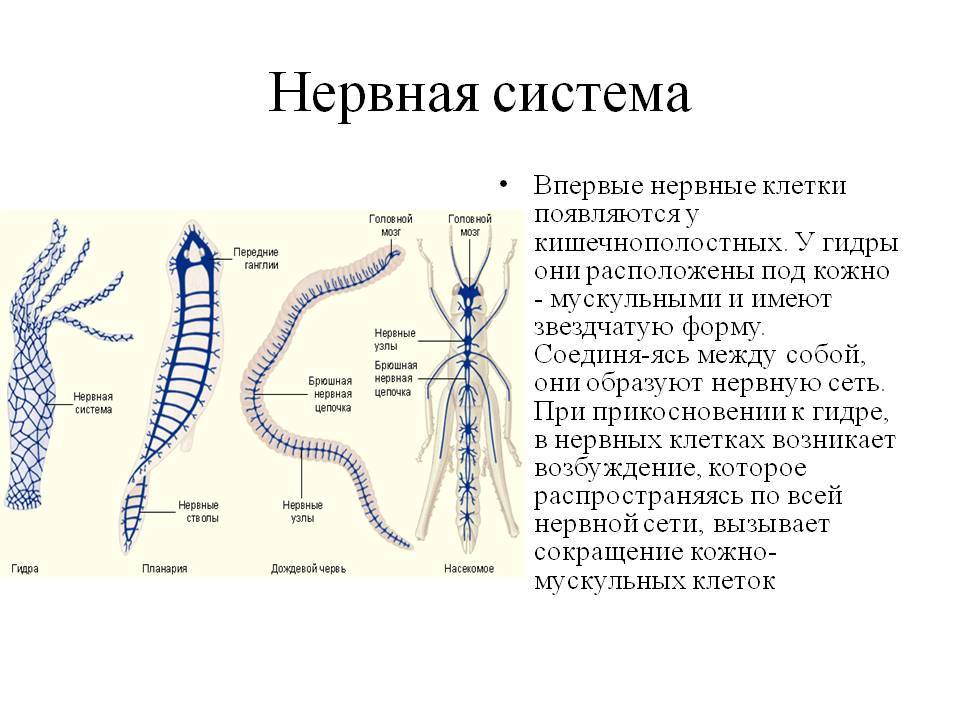 Кракен площадка торговая что это